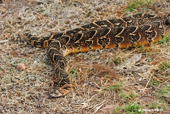 African Saw Scaled Viper Echis_ocellatus_from_Ghana